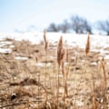 Exploring Environmental Associations in Buffalo, NY